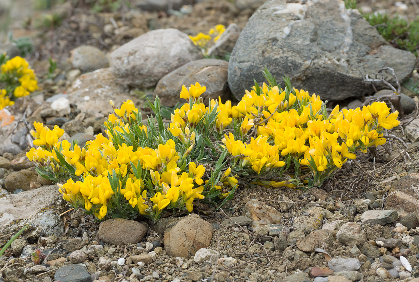 Image of Genista depressa specimen.