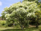 Chionanthus retusus. Цветущее растение. Краснодарский край, г. Сочи, Дендрарий. 18.05.2021.