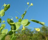 Lathyrus aphaca