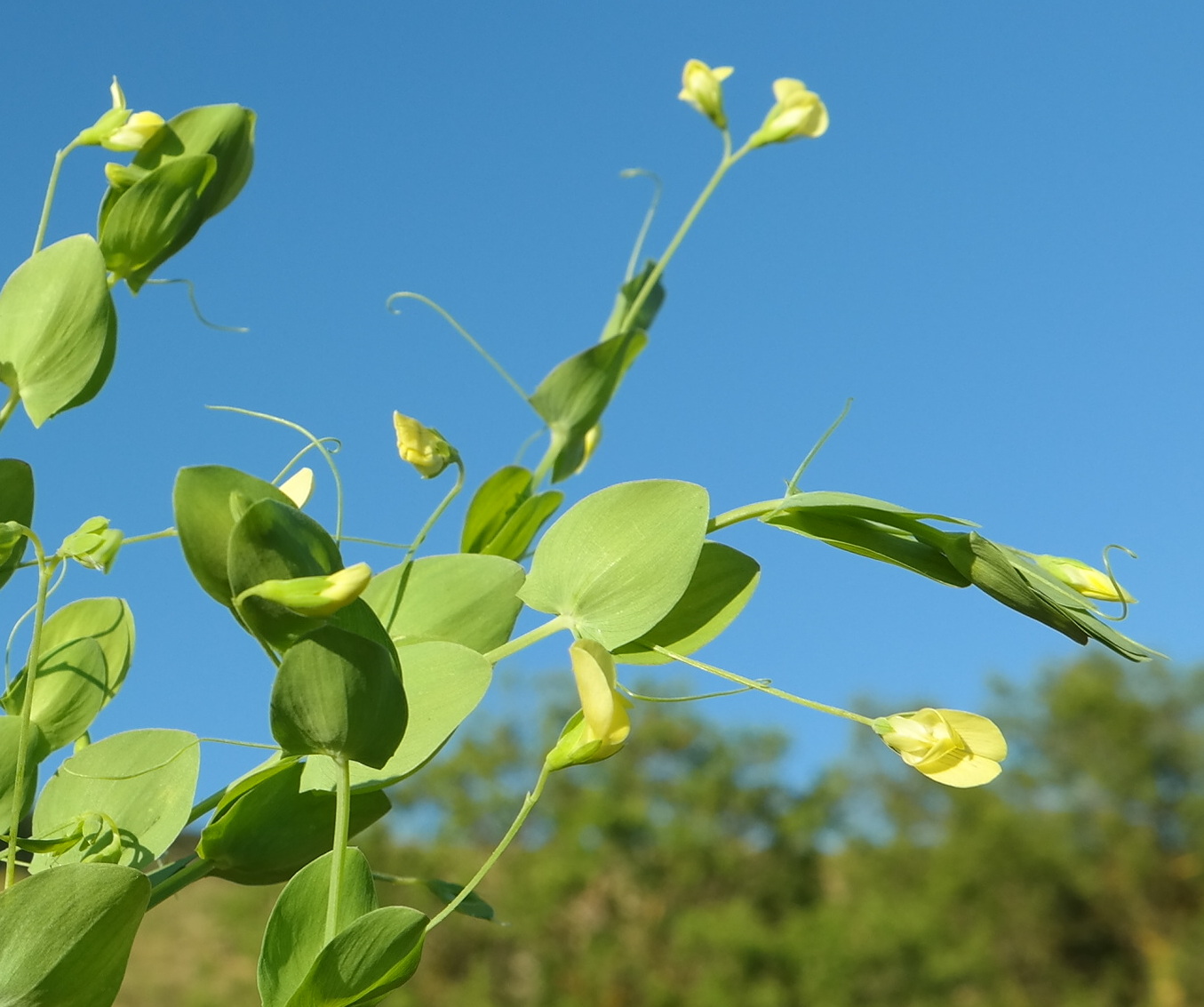 Изображение особи Lathyrus aphaca.