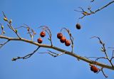 род Malus. Часть ветви с прошлогодними плодами. Самарская обл., Ставропольский р-н, окр. с. Жигули, Молодецкий курган, заросли кустарников у подножия. 03.05.2021.