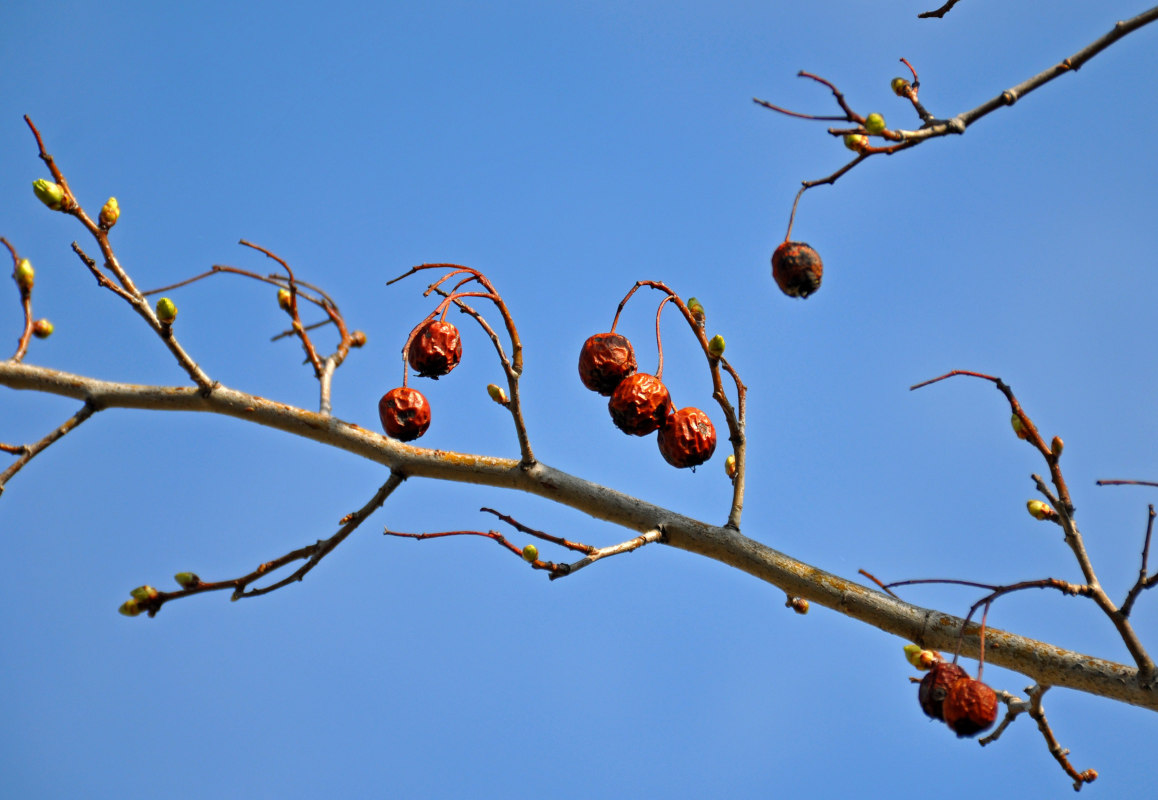 Image of genus Malus specimen.