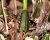 Sudamerlycaste locusta. Псевдобульба с основанием листа. Перу, регион Куско, провинция Урубамба, окр. г. Machupicchu, ботанический сад \"Jardines de Mandor\". 20.10.2019.