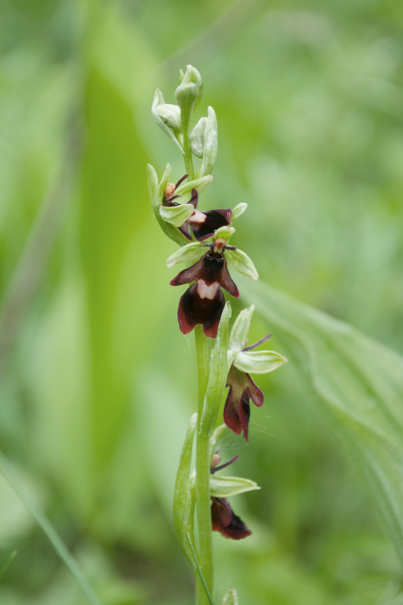 Изображение особи Ophrys insectifera.