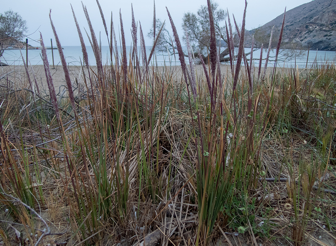 Image of Imperata cylindrica specimen.