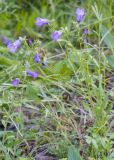 Campanula praealta