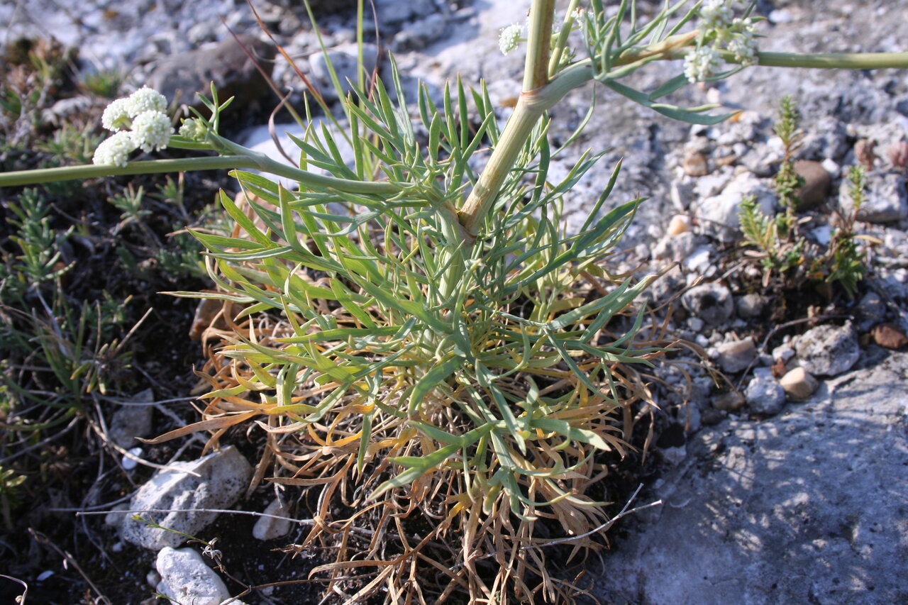 Image of Seseli besserianum specimen.