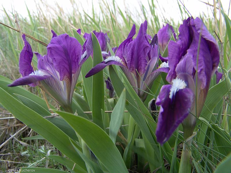 Image of Iris pumila specimen.