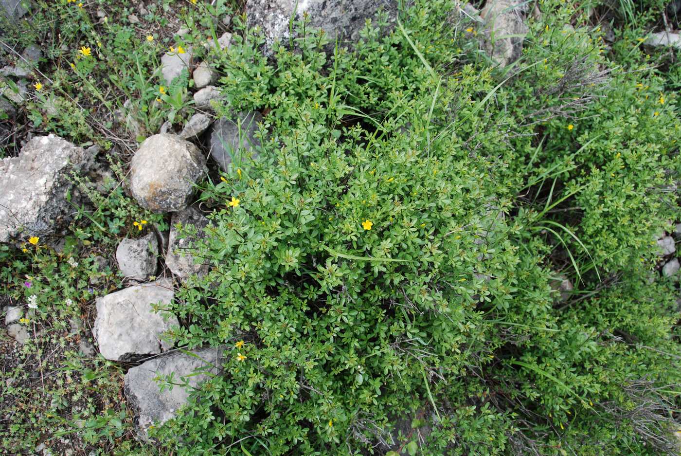 Image of Jasminum fruticans specimen.