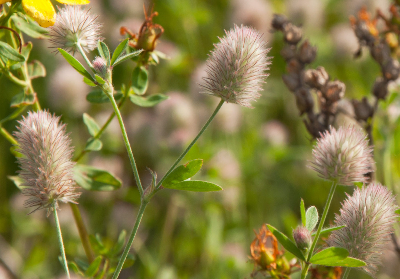 Image of Trifolium arvense specimen.