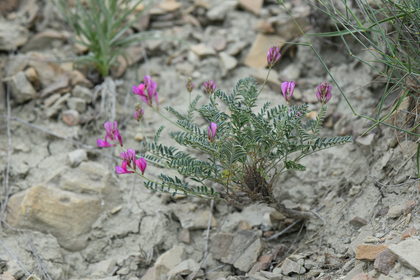 Image of Hedysarum tauricum specimen.