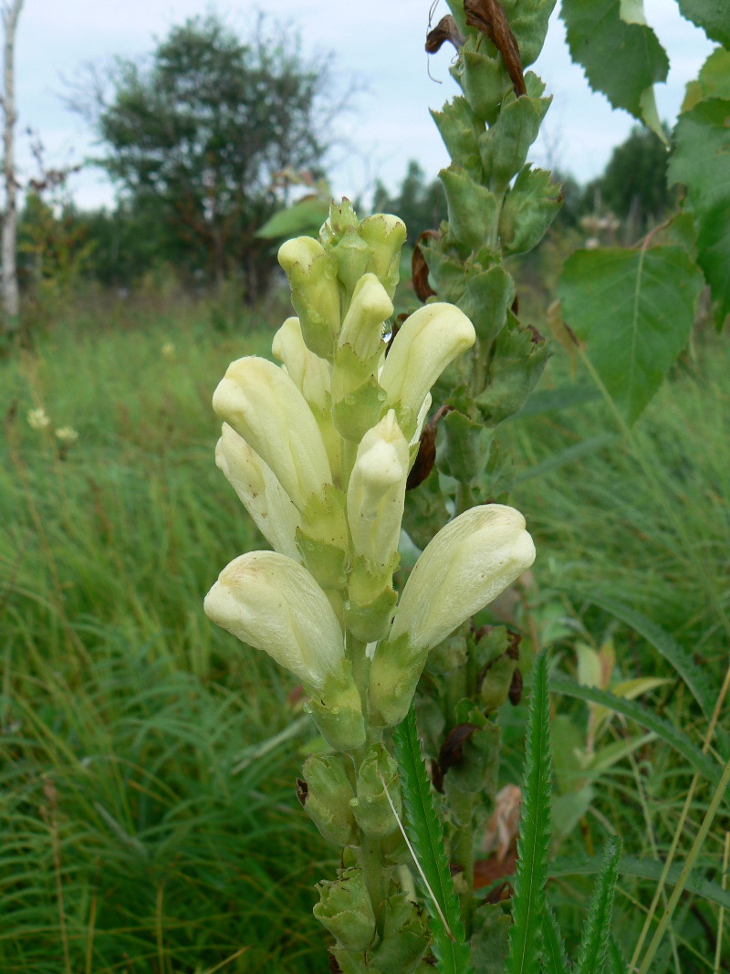 Image of Pedicularis sceptrum-carolinum specimen.