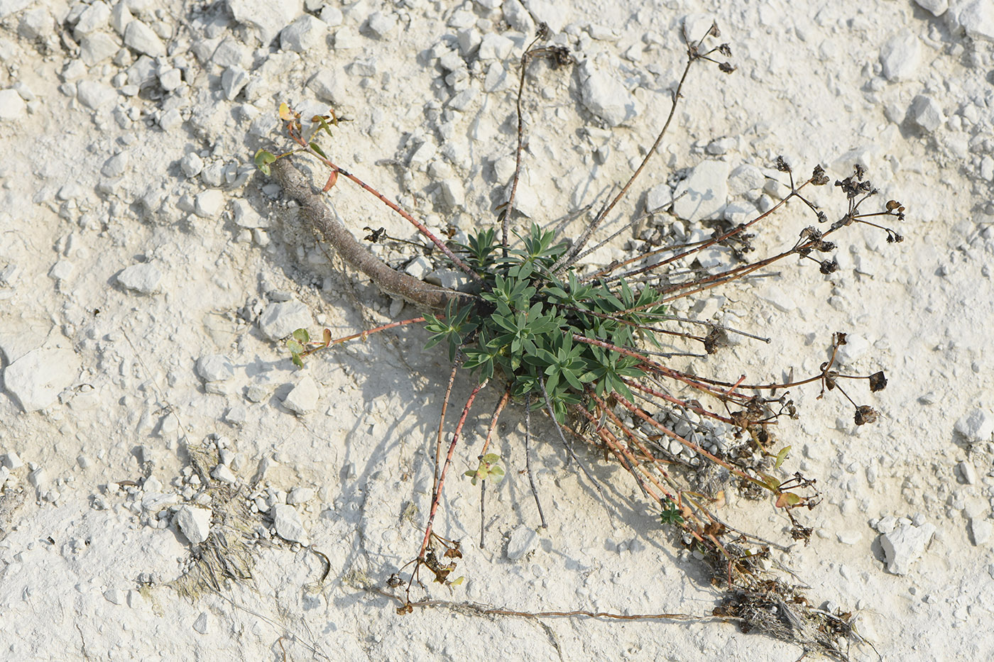 Image of Euphorbia petrophila specimen.