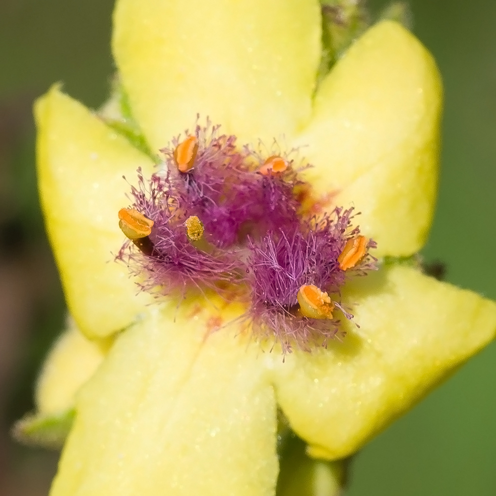 Изображение особи Verbascum pyramidatum.