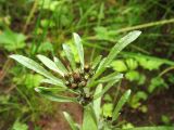 Gnaphalium uliginosum