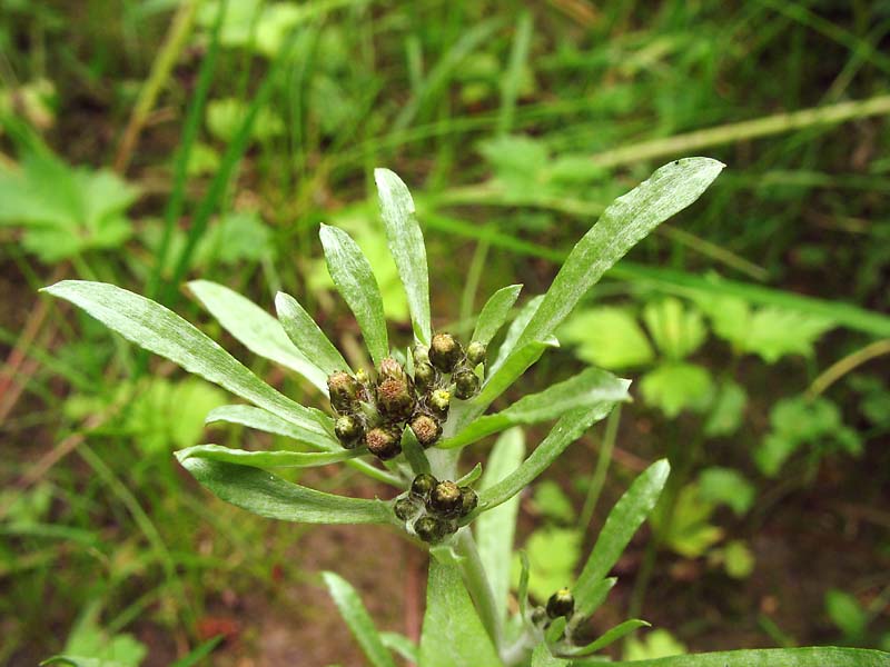 Изображение особи Gnaphalium uliginosum.