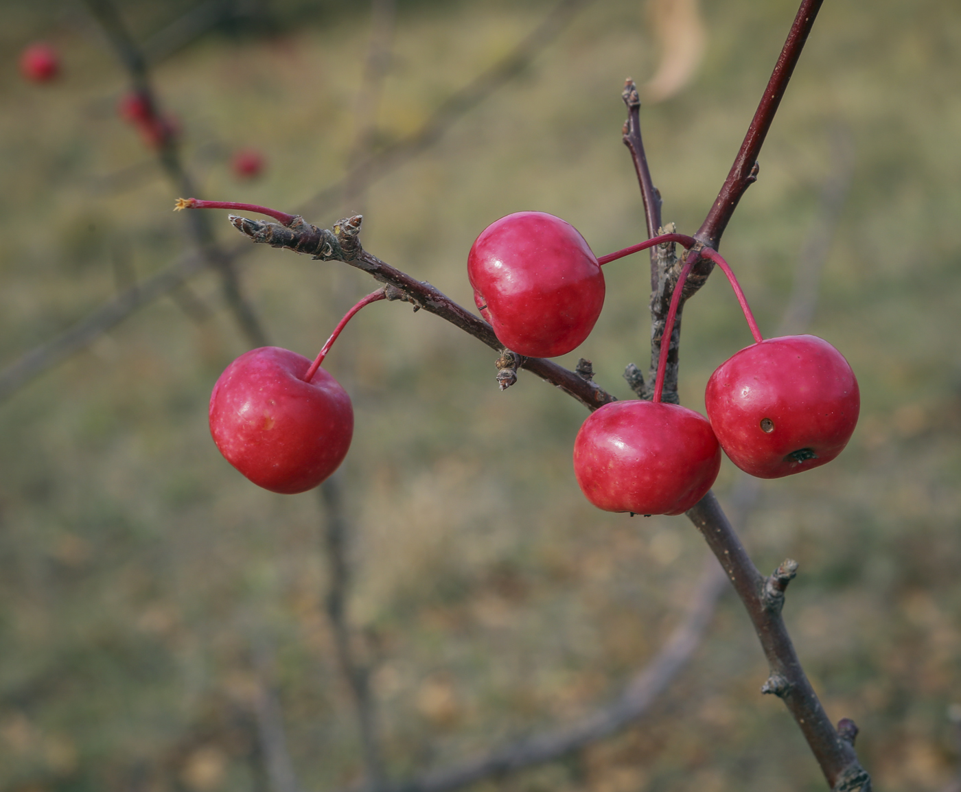 Изображение особи Malus baccata.