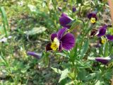 Viola tricolor. Верхушка цветущего растения. Хабаровск, ул. Ульяновская, 60, в культуре. 01.06.2012.