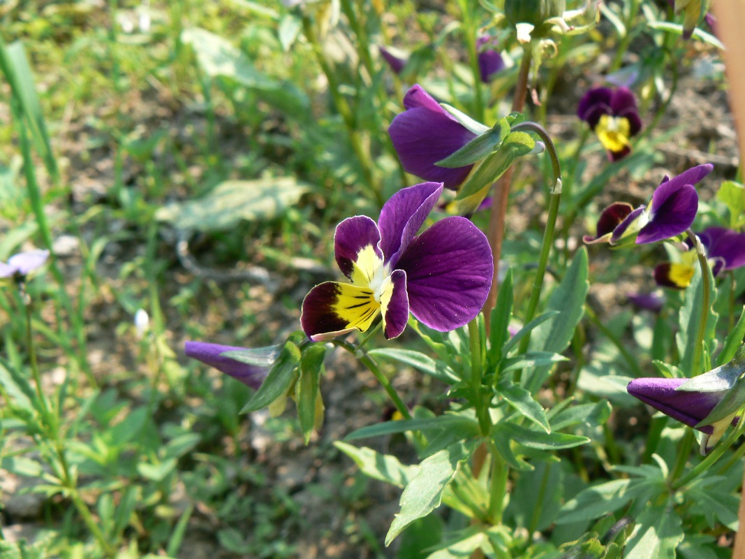 Изображение особи Viola tricolor.