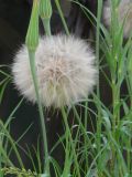 Tragopogon subspecies major