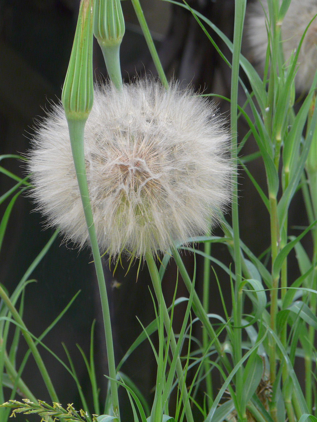 Изображение особи Tragopogon dubius ssp. major.