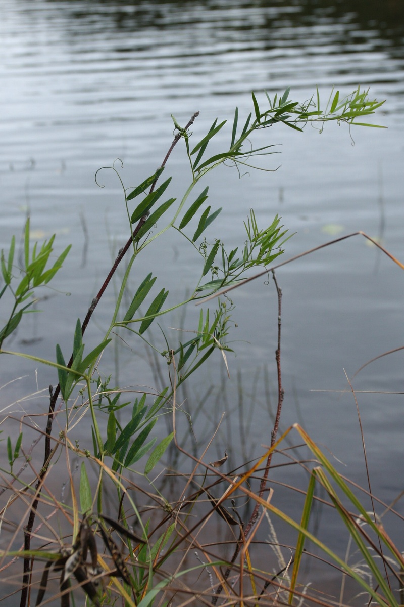 Image of Lathyrus palustris specimen.