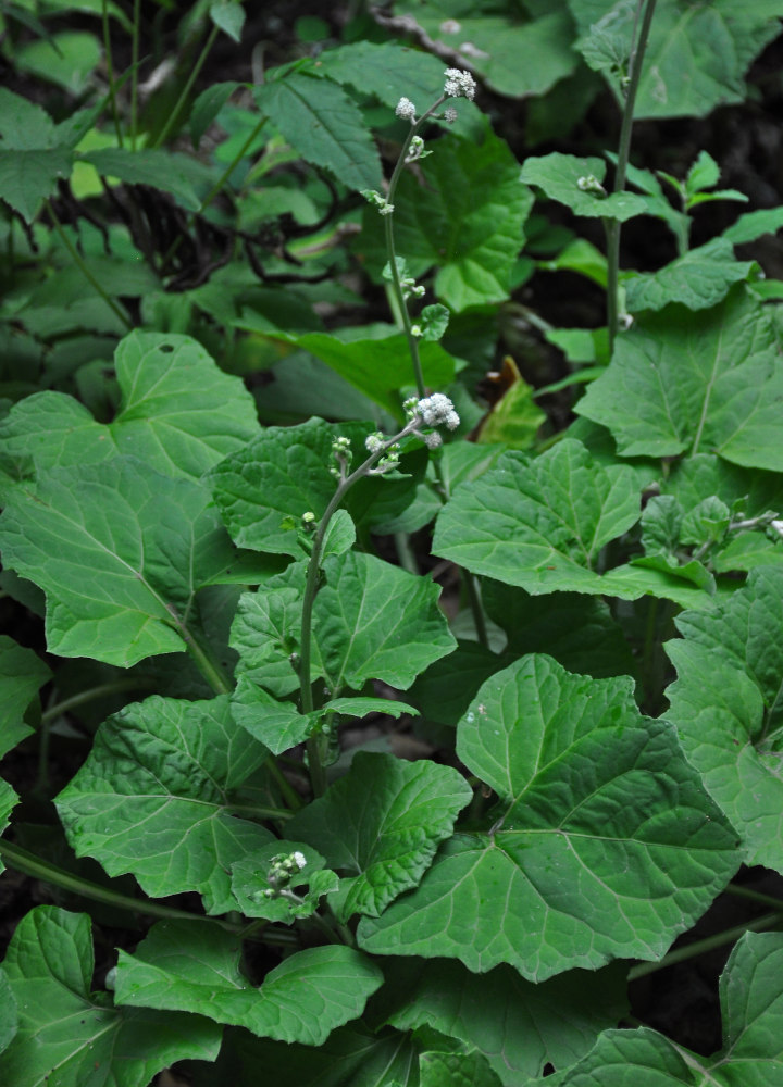 Image of Adenocaulon adhaerescens specimen.