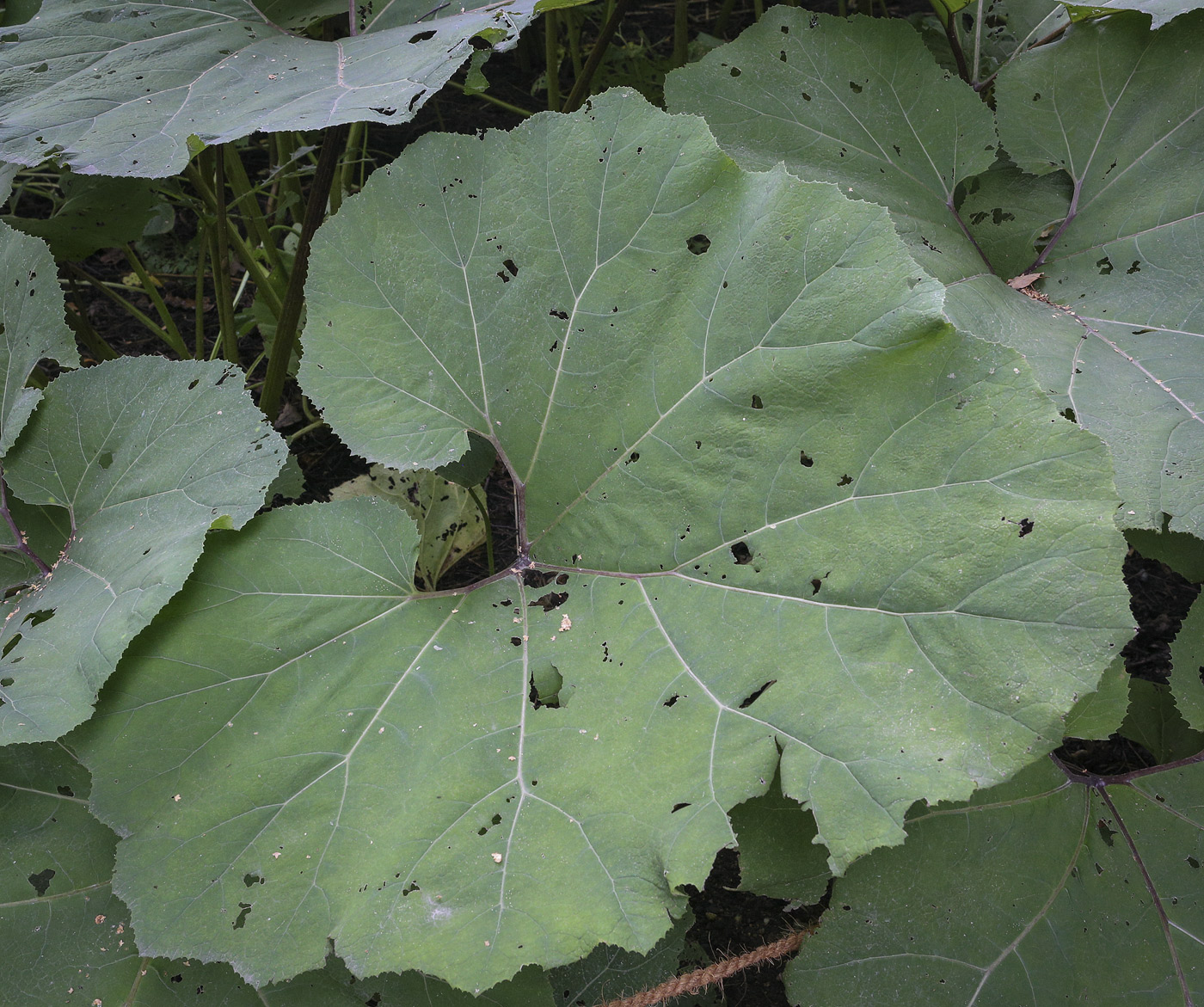 Image of Petasites hybridus specimen.