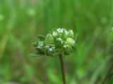 Valerianella locusta