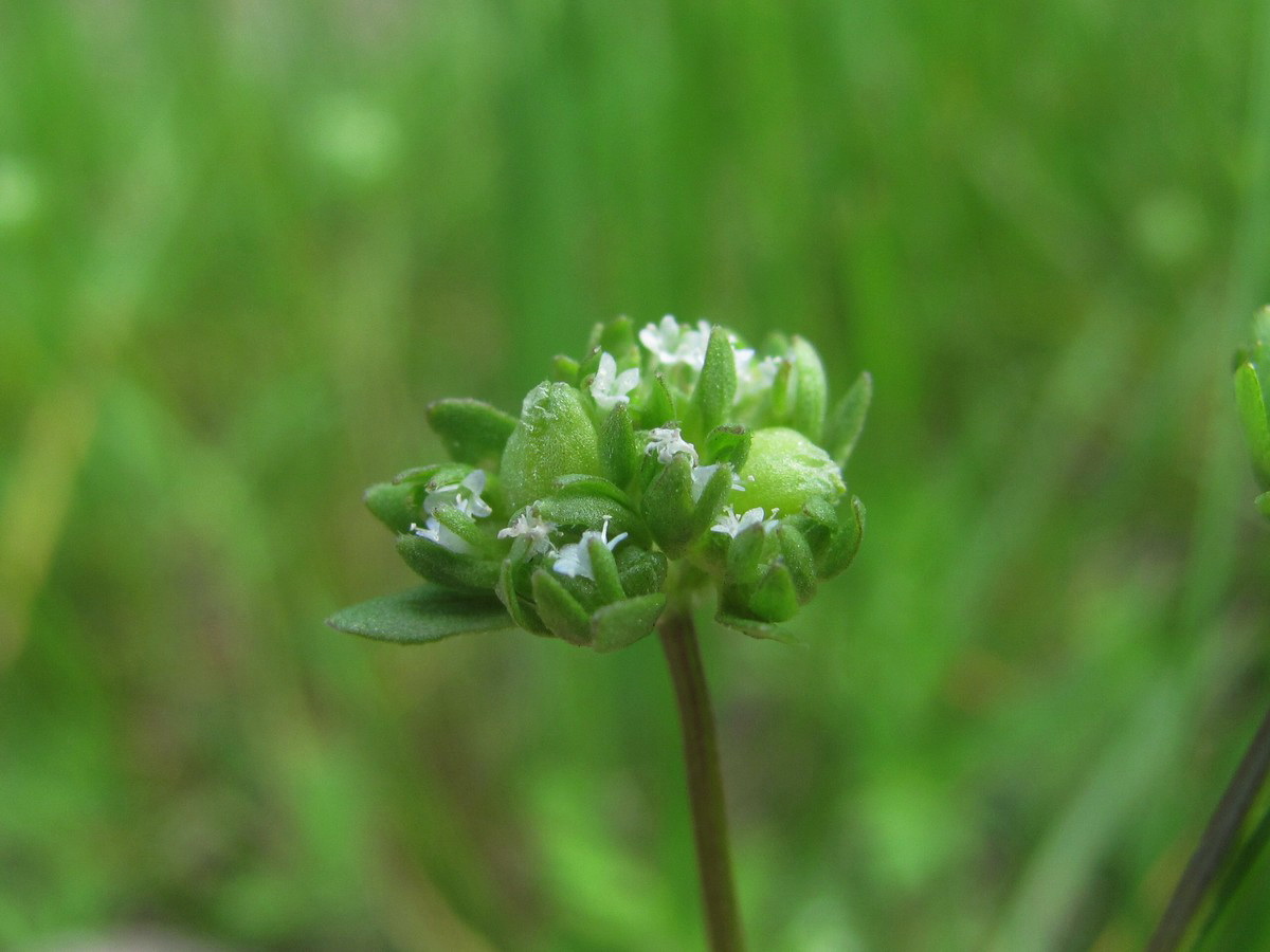 Изображение особи Valerianella locusta.