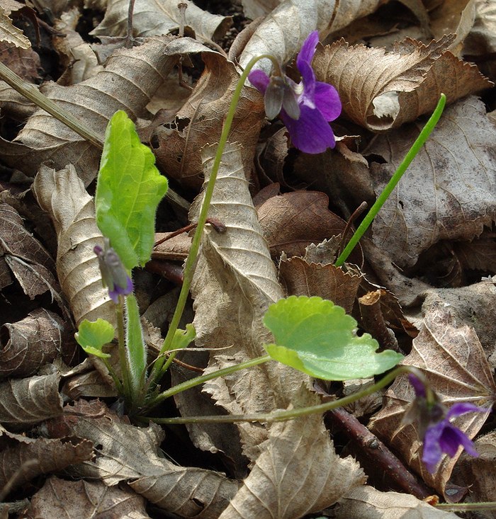 Изображение особи Viola dehnhardtii.