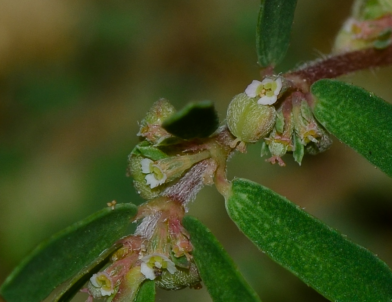 Image of Euphorbia forskaolii specimen.