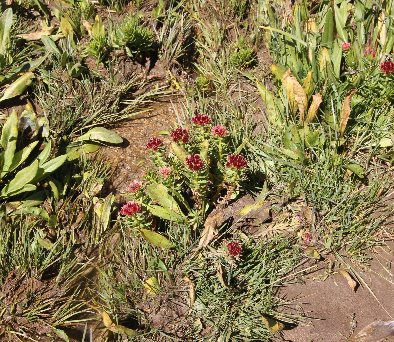 Изображение особи Rhodiola algida.