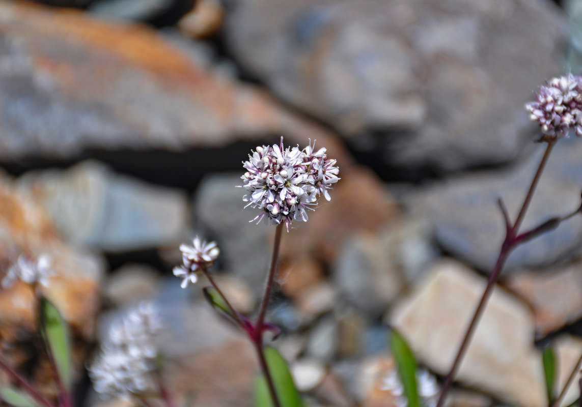 Image of Gypsophila cephalotes specimen.