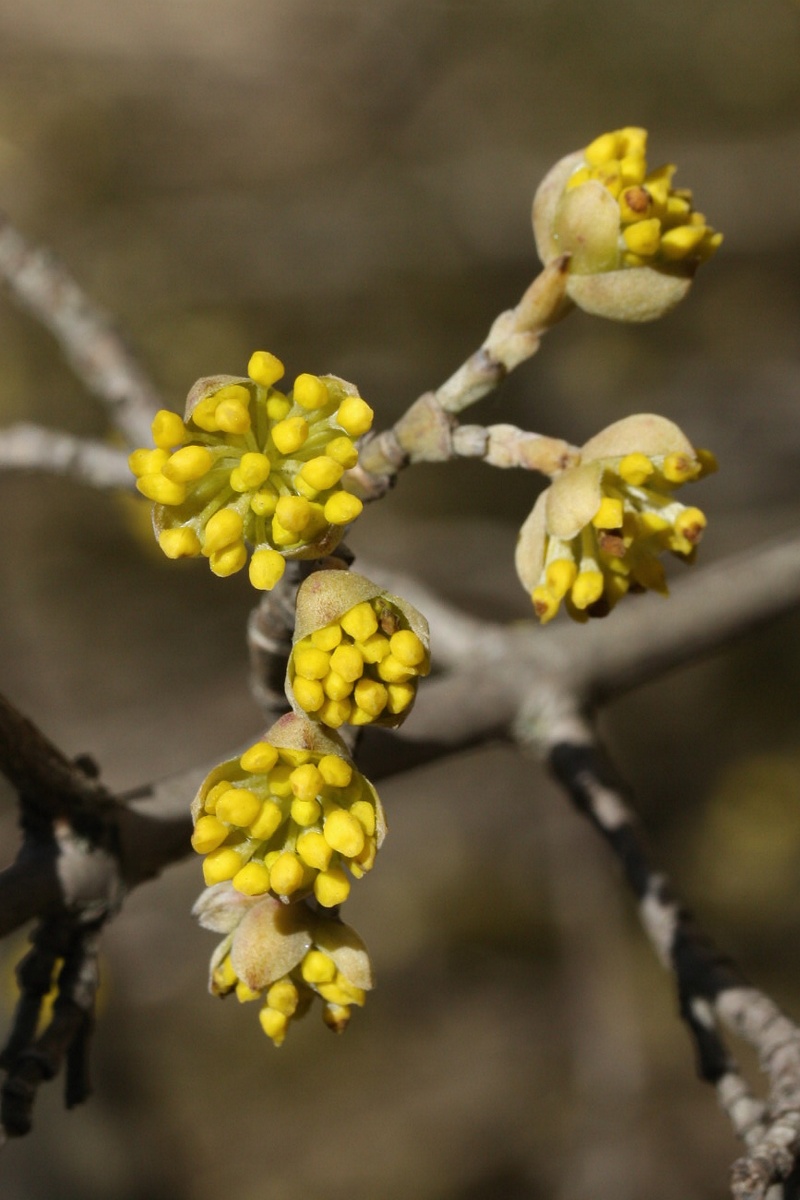 Image of Cornus mas specimen.