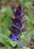 Ajuga genevensis