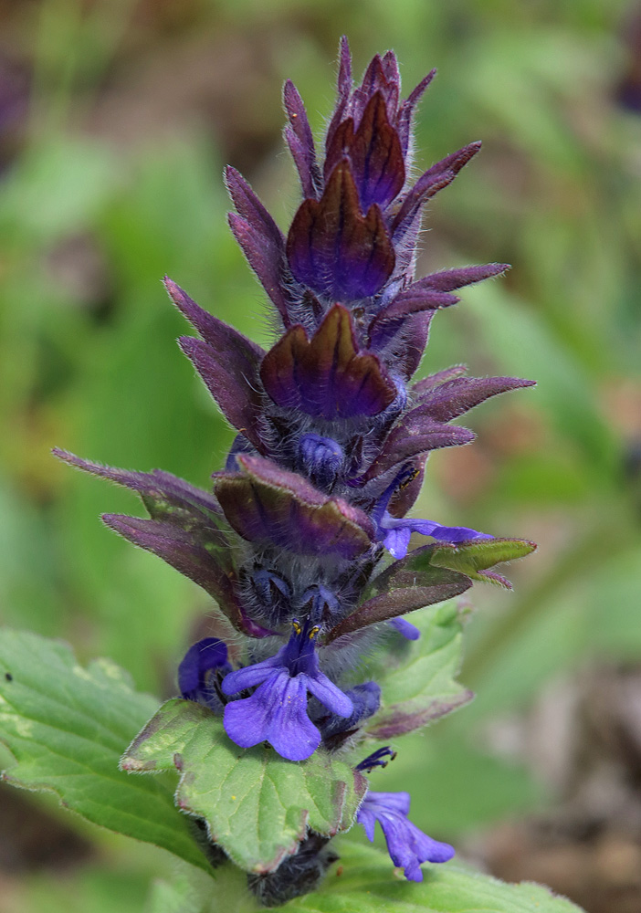 Изображение особи Ajuga genevensis.