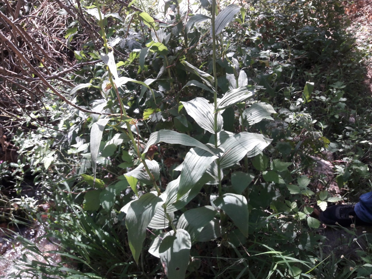 Image of Epipactis royleana specimen.