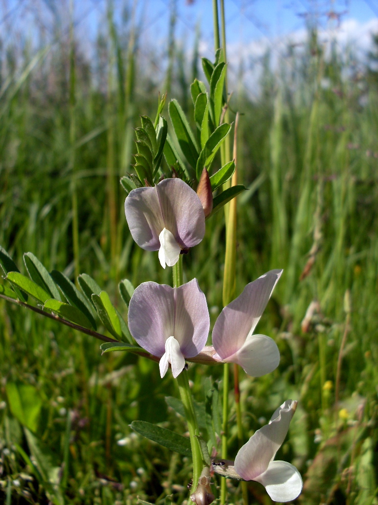 Image of Vicia grandiflora specimen.