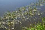Glyceria fluitans