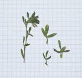 Ononis reclinata ssp. minor