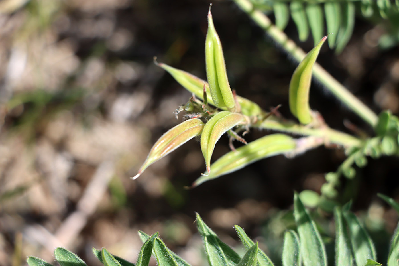 Image of Oxytropis tachtensis specimen.