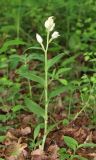 Cephalanthera damasonium