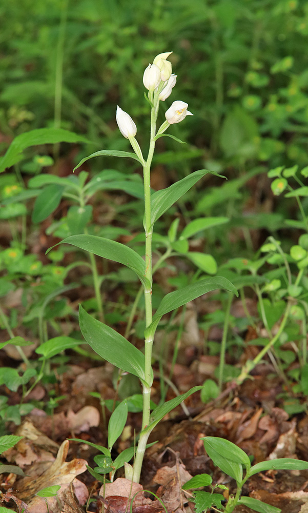 Image of Cephalanthera damasonium specimen.