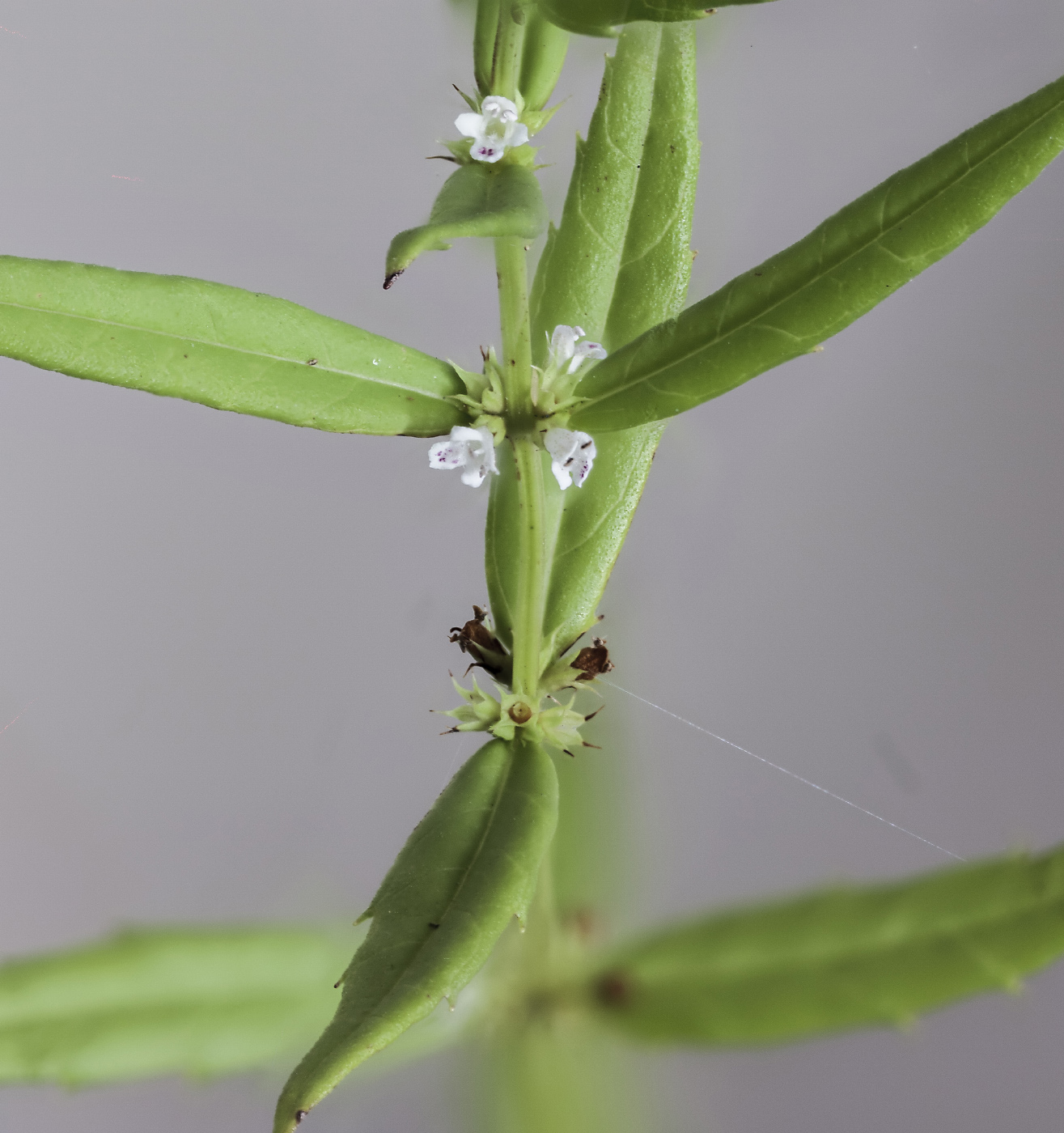 Image of Lycopus maackianus specimen.