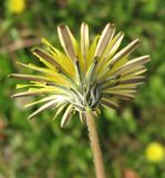 Taraxacum hybernum