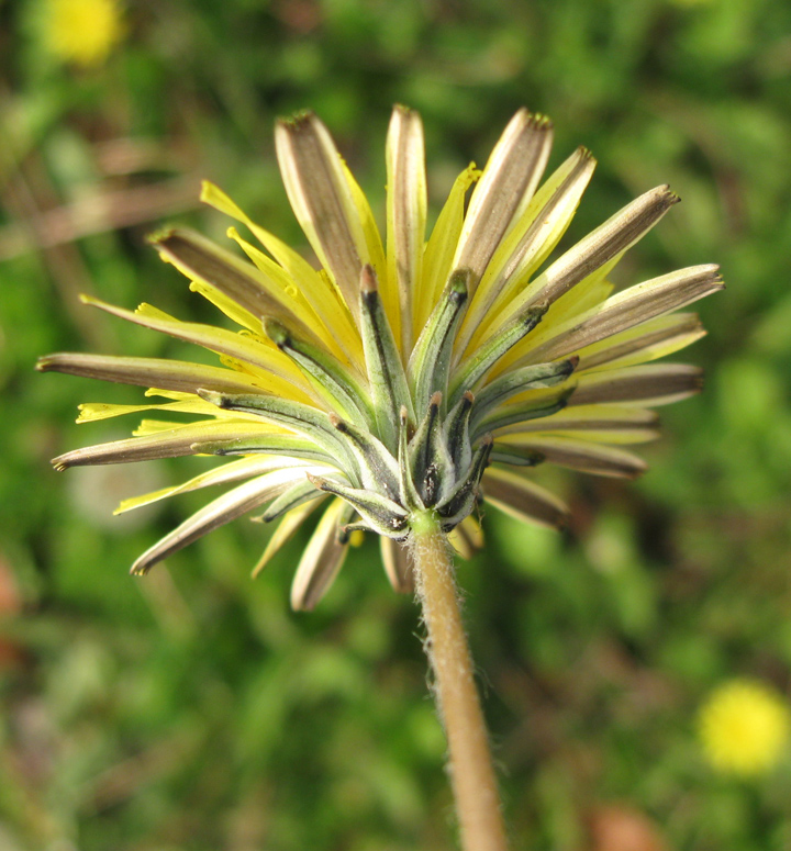 Изображение особи Taraxacum hybernum.