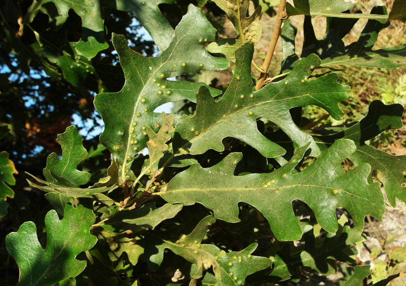 Изображение особи Quercus cerris.