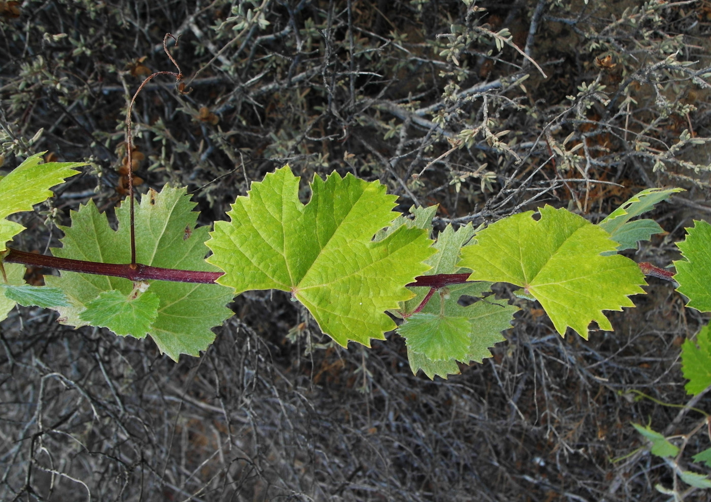 Image of Vitis vinifera specimen.