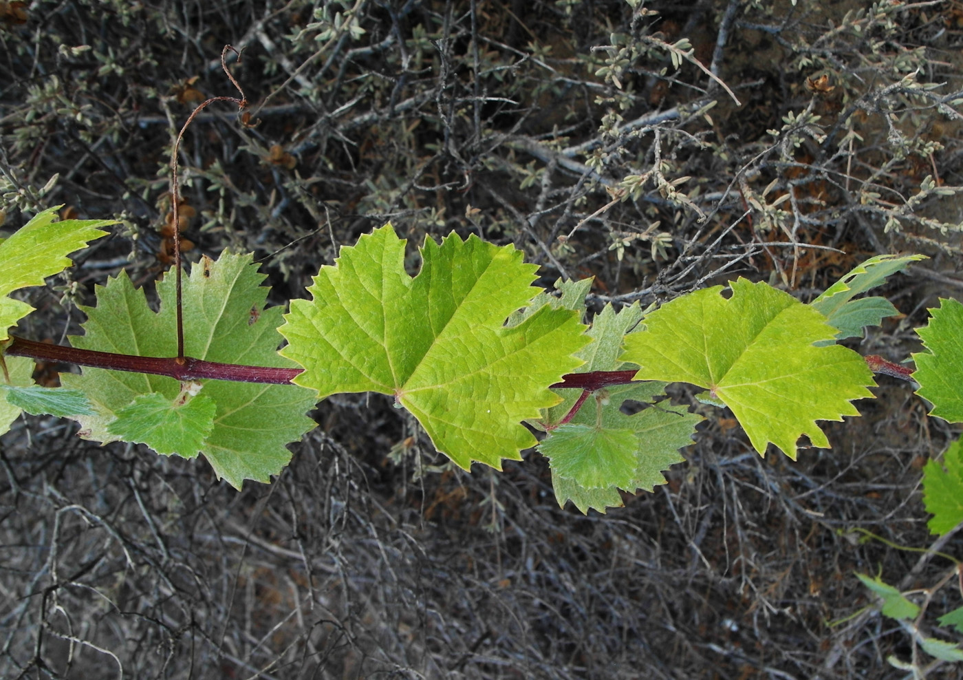 Изображение особи Vitis vinifera.